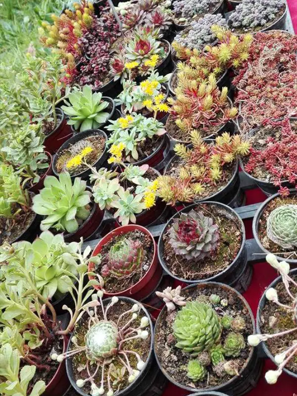 Les plantes de la p&eacute;pini&egrave;re La Coccinelle en Lub&eacute;ron