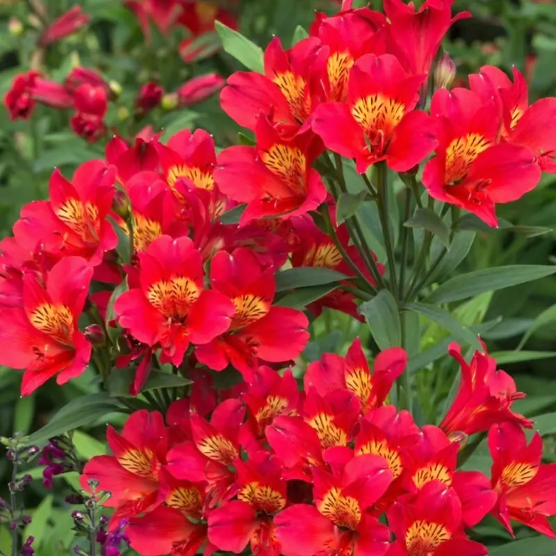 Plantes fleuries des Serres de la Mouloire