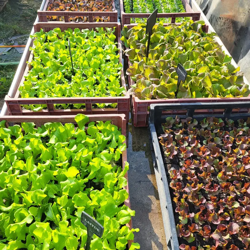 Salades des Serres de la Mouloire