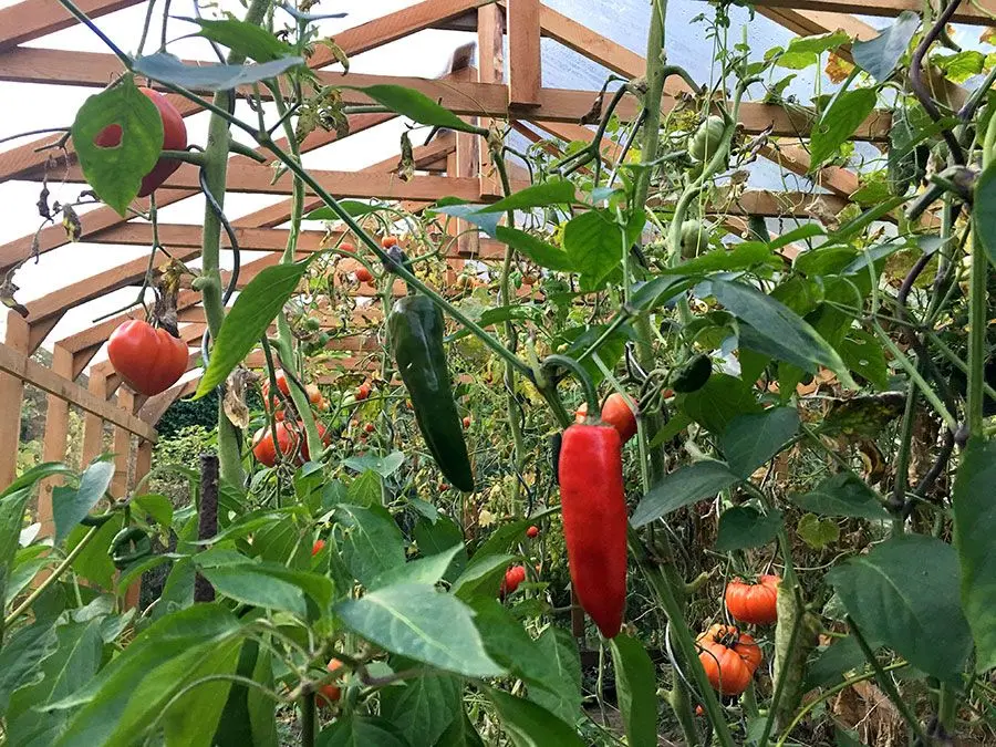 Potager dans une serre en bois Helio