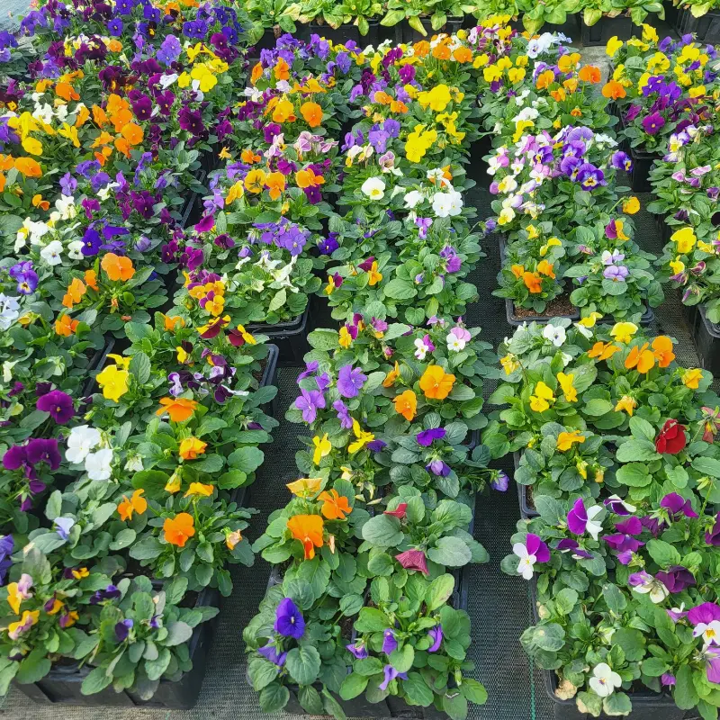 Les Serres de la Mouloire