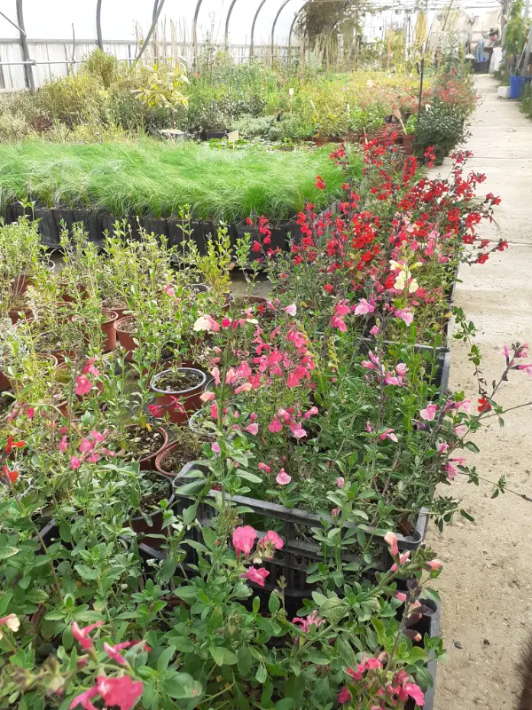 La Coccinelle en Lub&eacute;ron