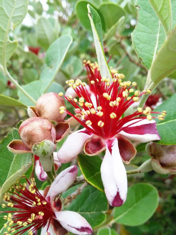 Les plantes de la p&eacute;pini&egrave;re La Coccinelle en Lub&eacute;ron