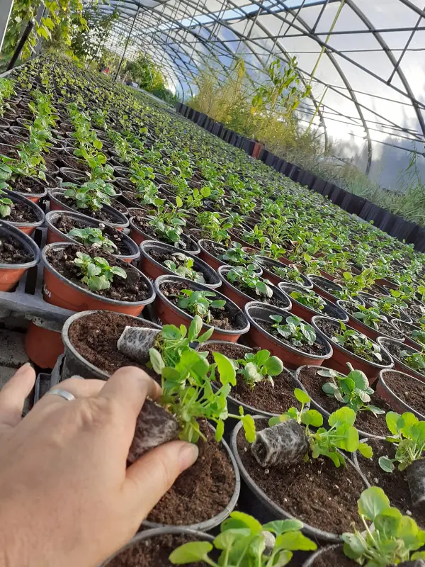 Les plantes de la p&eacute;pini&egrave;re La Coccinelle en Lub&eacute;ron