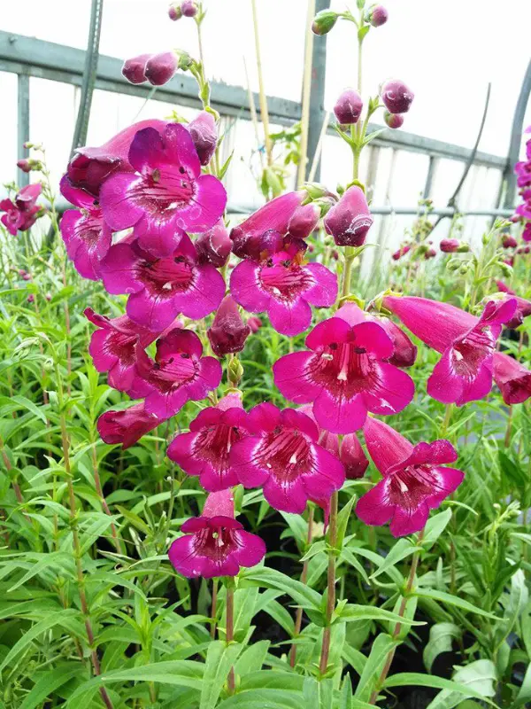 Les plantes de la p&eacute;pini&egrave;re La Coccinelle en Lub&eacute;ron