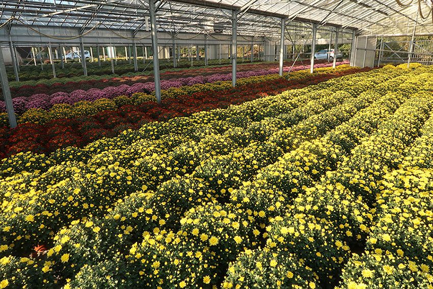 Production de chrysanthèmes