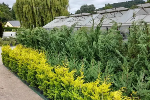 Logo Harmony Vegetal