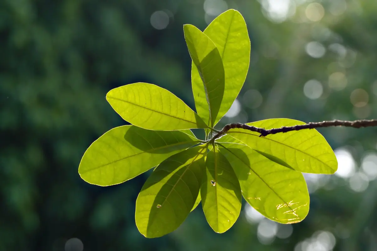 La Jardinerie Carté