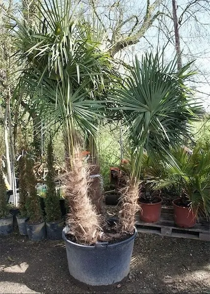 Les palmiers de la Jardinerie Cart&eacute;