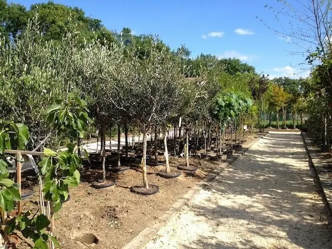 L'espace p&eacute;pini&egrave;re de la Jardinerie Cart&eacute;
