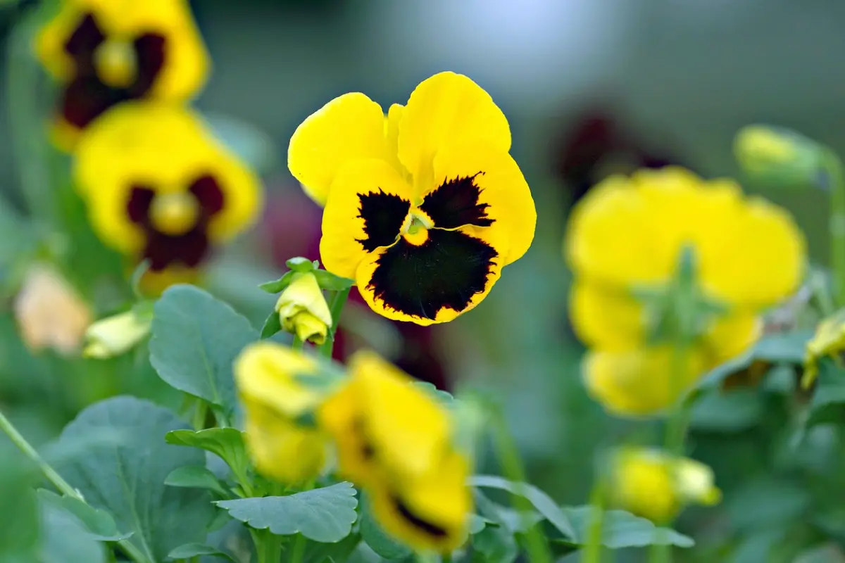 Les Serres du Cédon