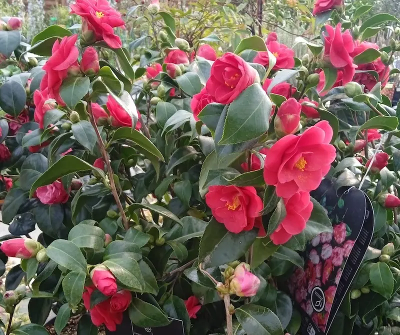 Les végétaux d'ornement des Serres du Cédon