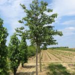 Les arbres de la Jardinerie des Pépinières Chatelain