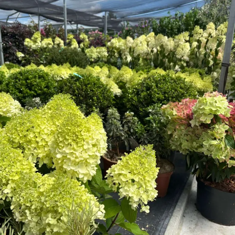 Espace pépinières des Jardins de Provence