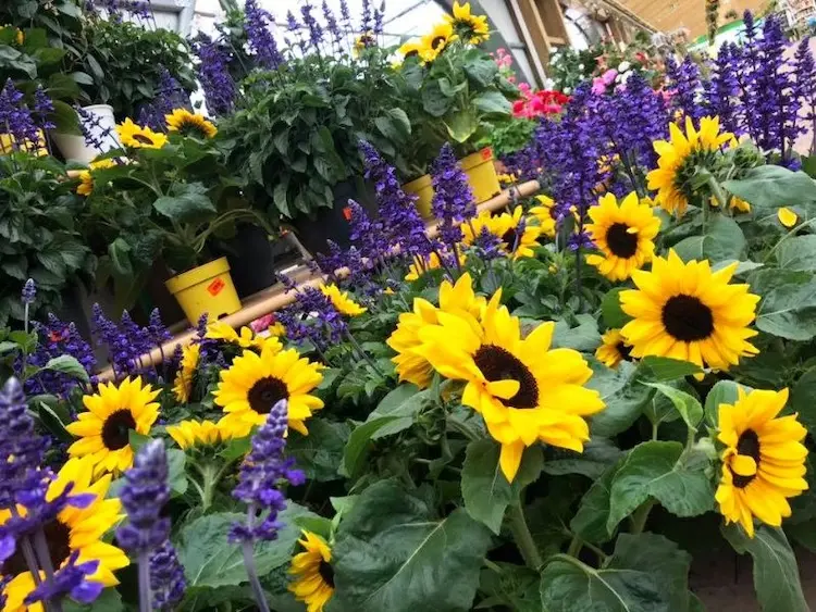 Les fleurs de la jardinerie Les Jardins de Provence