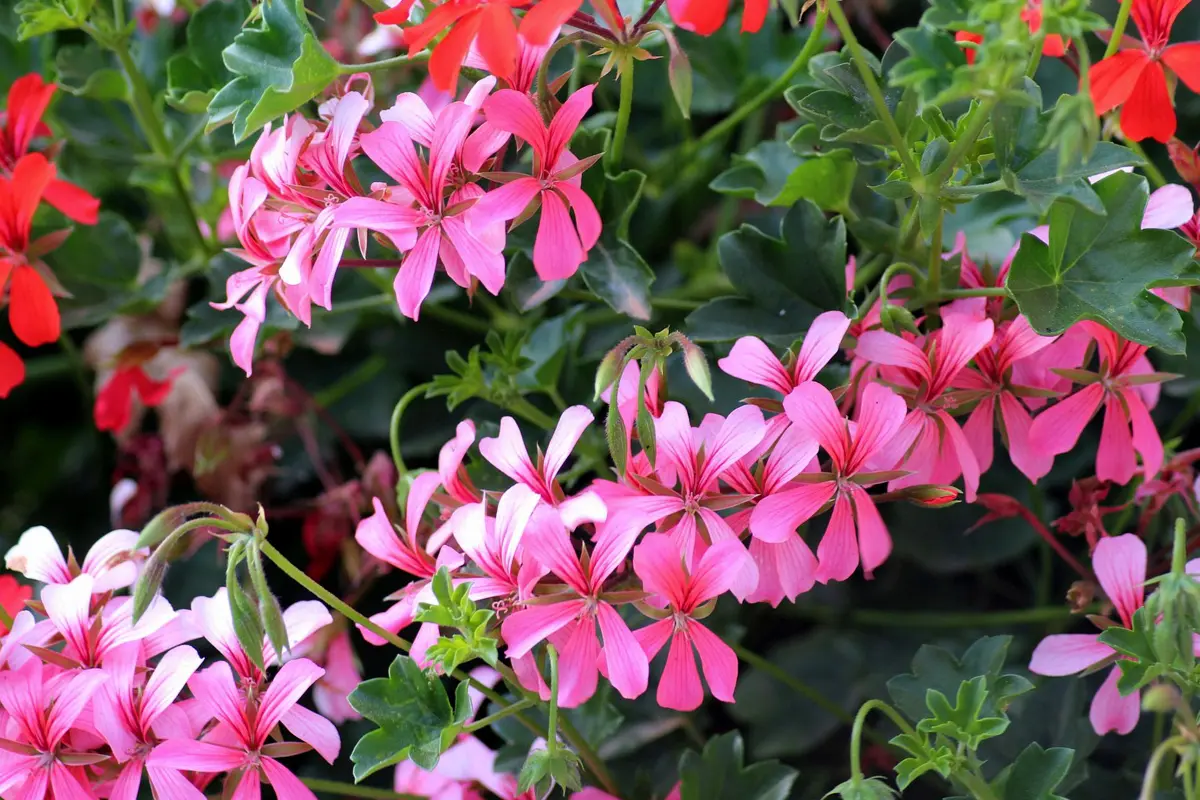 Jardinerie Les Jardins de Provence