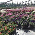 La production horticole des Jardins de Provence
