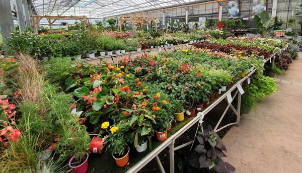 Jardinerie Tropic Plantes