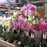 Orchidées Jardinerie Baron