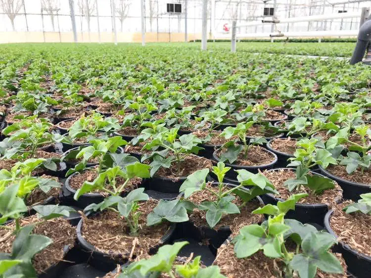 Jardinerie Les Jardins de Provence