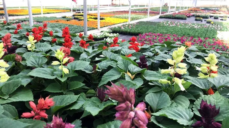 Production de la jardinerie Les Jardins de Provence