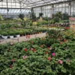 Jardinerie Tropic Plantes