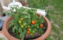 Partage de légumes et fleurs contre entretien de jardin