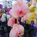 Les orchidées de la Jardinerie Dekester