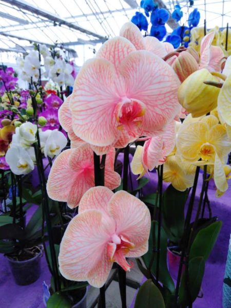 Les orchidées de la Jardinerie Dekester