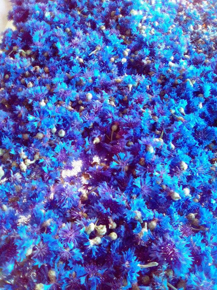 fleurs-fraiches-bleuets
