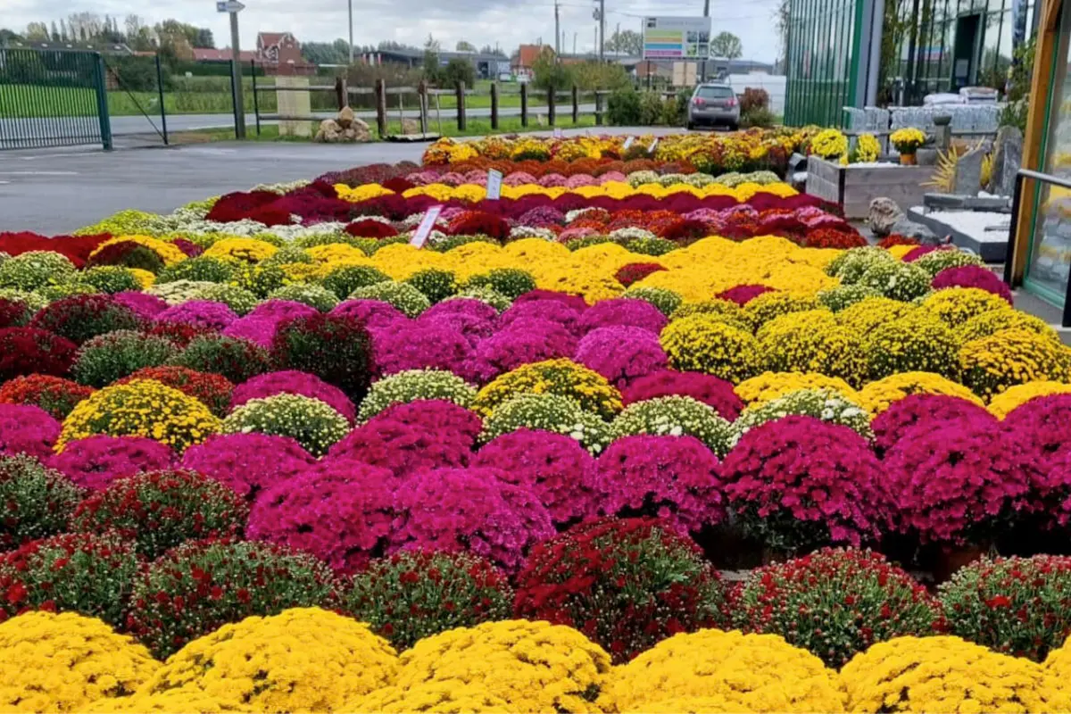 Jardinerie Euralys de Hazebrouck