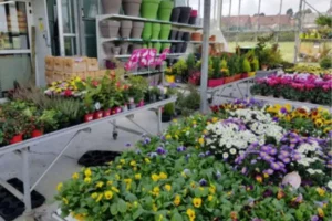 Jardinerie Euralys Hazebrouck