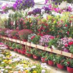 Le marché aux fleurs de la Pépinière Terra Verde