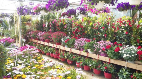 Le marché aux fleurs de la Pépinière Terra Verde