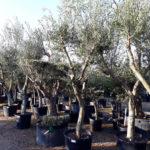 Les oliviers de la Pépinière Terra Verde