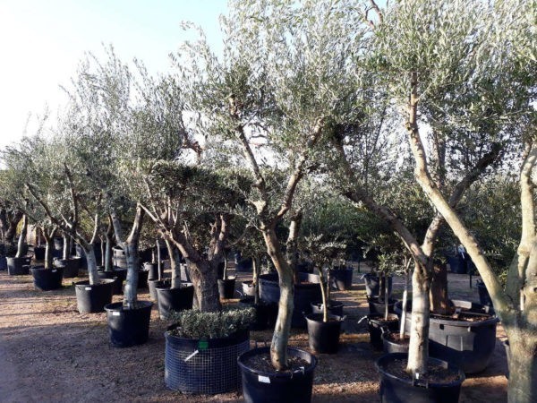 Les oliviers de la Pépinière Terra Verde