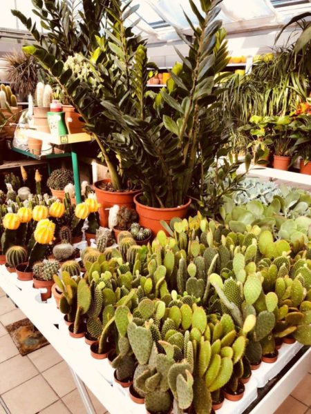 Cactus et plantes vertes d'intérieur