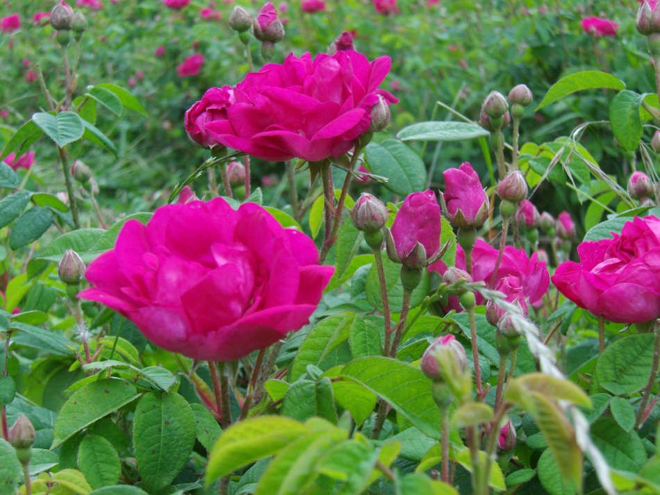 Les roses centifolia de 5 pm