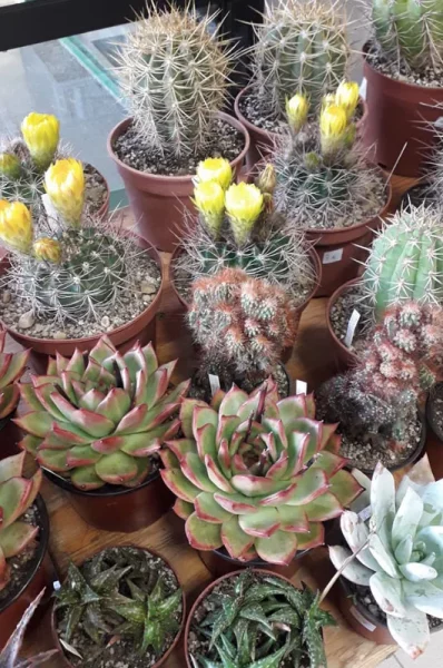 Fête des plantes Couleurs cactus