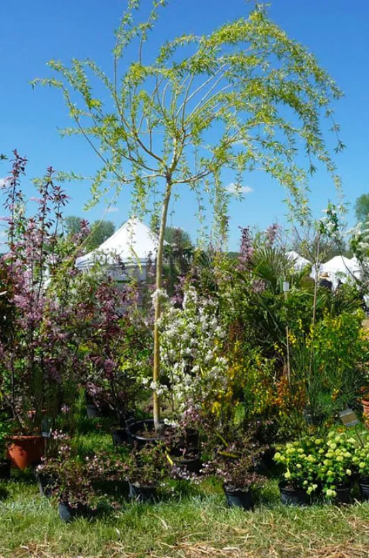 Salon Fleurs et Jardins du Vaudreuil