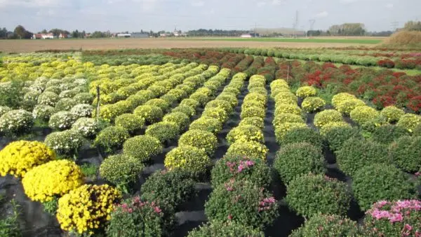 Culture des chrysanth&egrave;mes aux Serres de Tressin