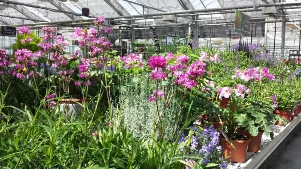 Les vivaces des Serres de Tressin