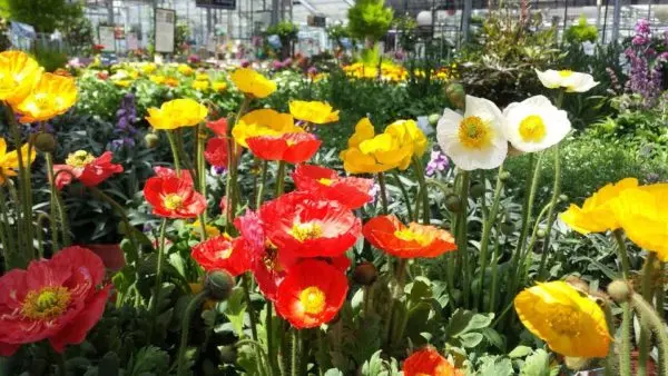 Les plantes fleuries des Serres de Tressin