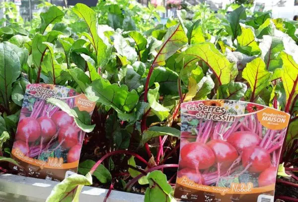 Production de bettaraves des Serres de Tressin