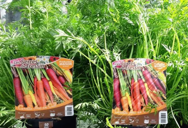 Production de carottes des Serres de Tressin