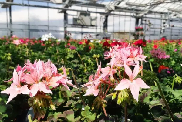 Production de g&eacute;raniums des Serres de Tressin