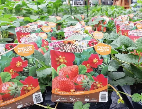 Production de fraisiers des Serres de Tressin