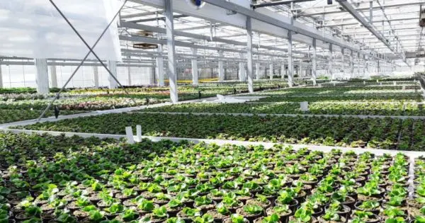 Les serres de production des Serres de Tressin