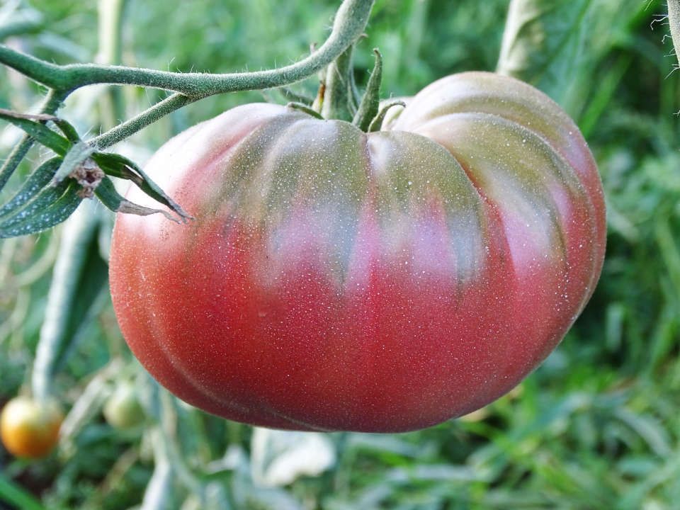Les tomates du Jardin de Zélie