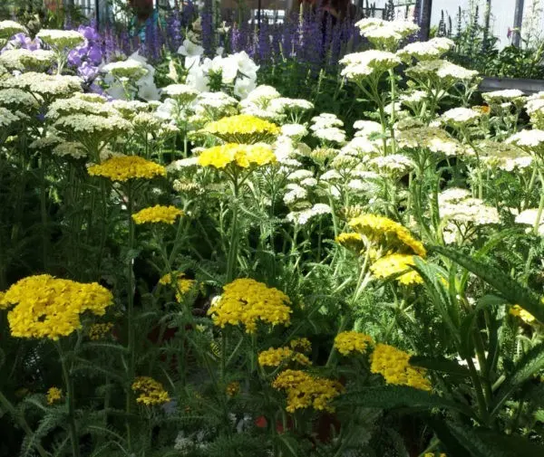 Les vivaces des Serres de Tressin